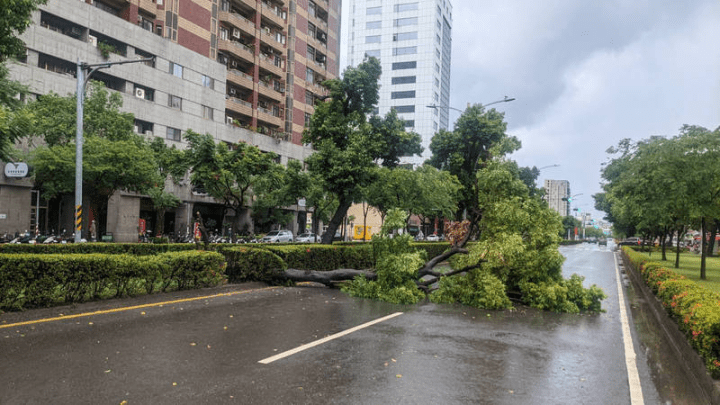 高雄清晨大雨 雨勢大 加上強風將行道樹吹倒影響交通