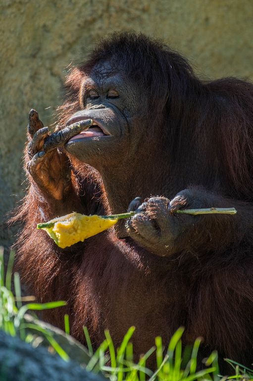台灣黑熊狂吃水果剉冰、紅毛大猩猩猛啃果泥冰棒