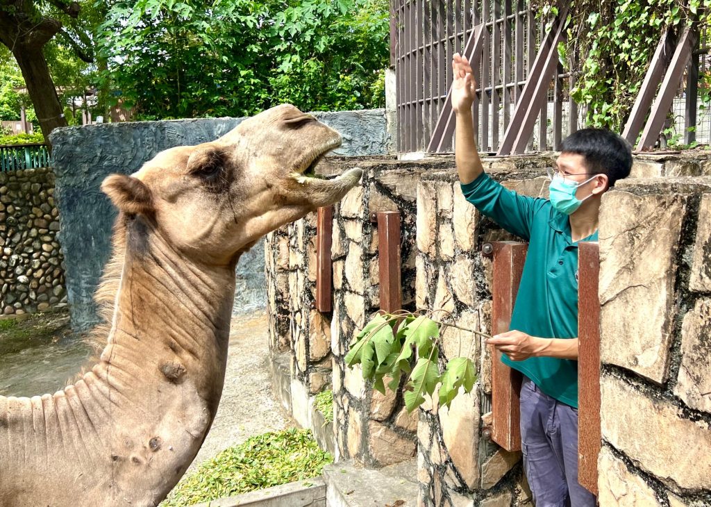壽山動物園歡慶父親節　「動物爸比」展現鐵漢柔情