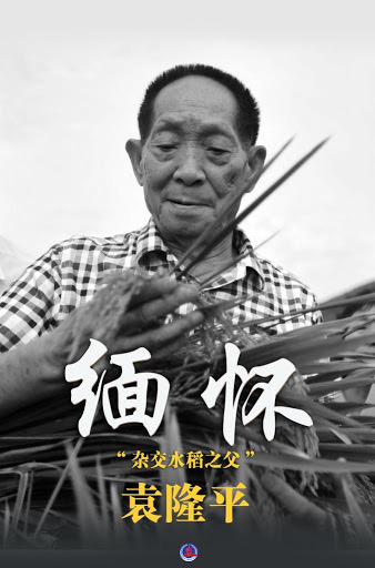 袁隆平-稻米之父