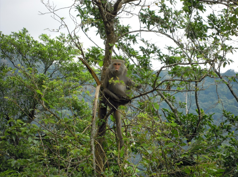 許家源:農委會讓臺灣獼猴回歸自然-杜絕遭違法飼養受虐問題