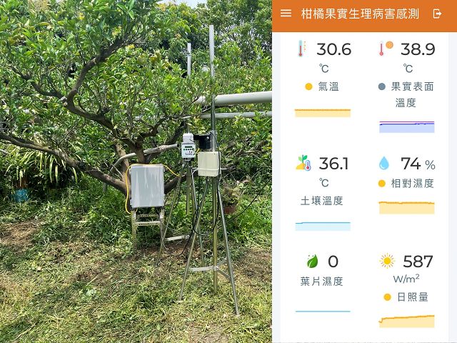 農試所開發日燒預警系統　讓柑橘不再日燒害了